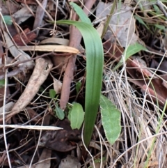 Thelymitra brevifolia at Cook, ACT - suppressed