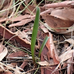 Thelymitra brevifolia at Cook, ACT - suppressed