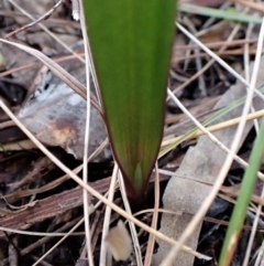 Thelymitra brevifolia at Cook, ACT - suppressed