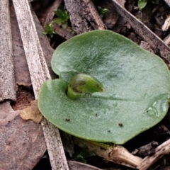 Corybas incurvus (Slaty Helmet-orchid) at Point 4081 - 30 Jun 2021 by CathB