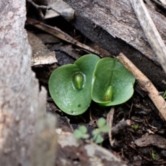 Corysanthes incurva at suppressed - 30 Jun 2021