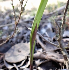 Lyperanthus suaveolens (Brown Beaks) at Aranda, ACT - 3 Jul 2021 by CathB