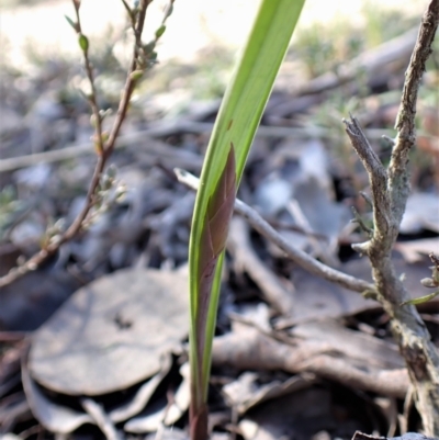 Lyperanthus suaveolens (Brown Beaks) at Aranda, ACT - 3 Jul 2021 by CathB