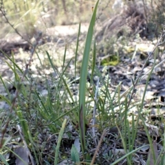 Lyperanthus suaveolens at Aranda, ACT - 3 Jul 2021