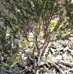 Lyperanthus suaveolens at Aranda, ACT - 3 Jul 2021
