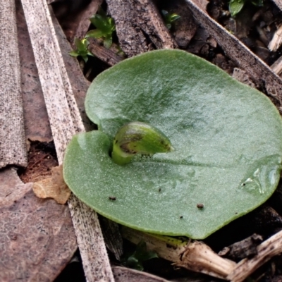 Corysanthes incurva (Slaty Helmet Orchid) at Aranda Bushland - 30 Jun 2021 by CathB