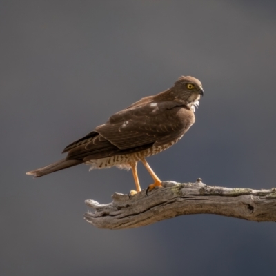 Tachyspiza cirrocephala (Collared Sparrowhawk) at Royalla, NSW - 3 Jul 2021 by trevsci