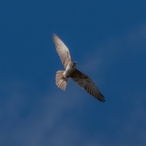 Falco berigora at Tuggeranong DC, ACT - 3 Jul 2021