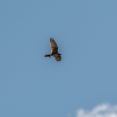 Falco berigora at Tuggeranong DC, ACT - 3 Jul 2021 12:05 PM