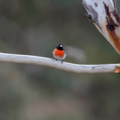 Petroica boodang (Scarlet Robin) at Theodore, ACT - 3 Jul 2021 by trevsci