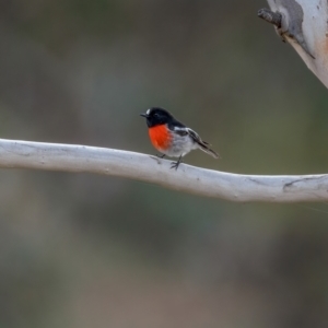 Petroica boodang at Theodore, ACT - 3 Jul 2021 02:16 PM