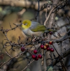 Zosterops lateralis (Silvereye) at Tuggeranong DC, ACT - 3 Jul 2021 by trevsci