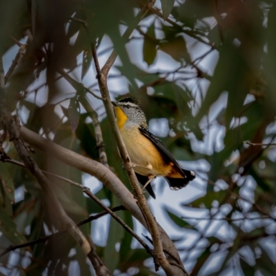 Pardalotus punctatus (Spotted Pardalote) at Theodore, ACT - 3 Jul 2021 by trevsci