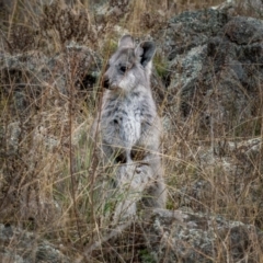 Osphranter robustus robustus (Eastern Wallaroo) at QPRC LGA - 3 Jul 2021 by trevsci