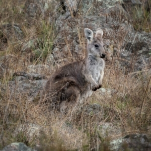 Osphranter robustus robustus at Royalla, NSW - 3 Jul 2021