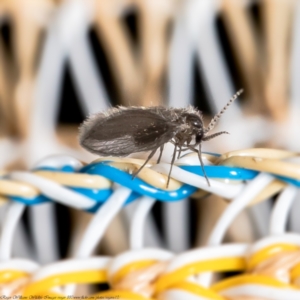 Psychodidae sp. (family) at Macgregor, ACT - suppressed