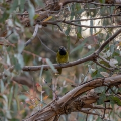 Nesoptilotis leucotis (White-eared Honeyeater) at QPRC LGA - 3 Jul 2021 by trevsci