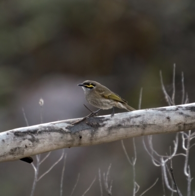 Caligavis chrysops (Yellow-faced Honeyeater) at Theodore, ACT - 3 Jul 2021 by trevsci