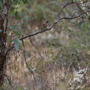 Caligavis chrysops at Theodore, ACT - 3 Jul 2021 02:14 PM