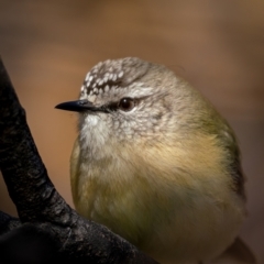 Acanthiza chrysorrhoa (Yellow-rumped Thornbill) at Theodore, ACT - 3 Jul 2021 by trevsci