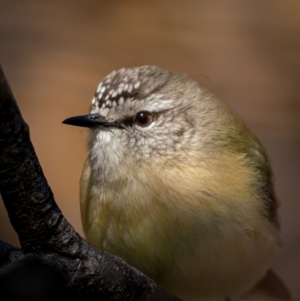 Acanthiza chrysorrhoa at Theodore, ACT - 3 Jul 2021