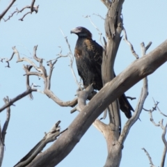 Aquila audax (Wedge-tailed Eagle) at Symonston, ACT - 6 Jul 2021 by CallumBraeRuralProperty
