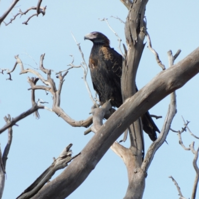 Aquila audax (Wedge-tailed Eagle) at Symonston, ACT - 6 Jul 2021 by CallumBraeRuralProperty