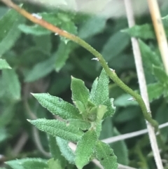 Gonocarpus tetragynus (Common Raspwort) at Hughes Garran Woodland - 21 Jun 2021 by Tapirlord