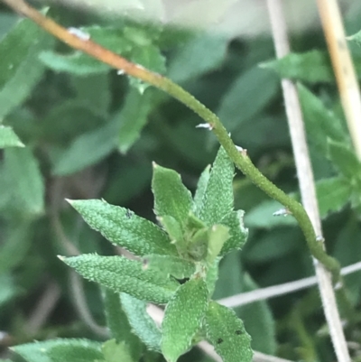 Gonocarpus tetragynus (Common Raspwort) at Garran, ACT - 21 Jun 2021 by Tapirlord