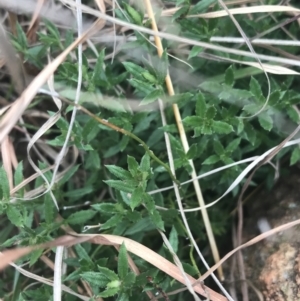 Gonocarpus tetragynus at Garran, ACT - 21 Jun 2021