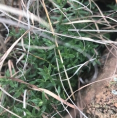 Gonocarpus tetragynus at Garran, ACT - 21 Jun 2021