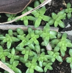 Crassula helmsii at Hughes, ACT - 21 Jun 2021 by Tapirlord