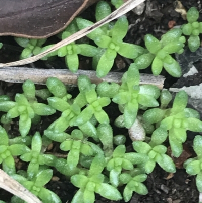 Crassula helmsii at Hughes, ACT - 21 Jun 2021 by Tapirlord