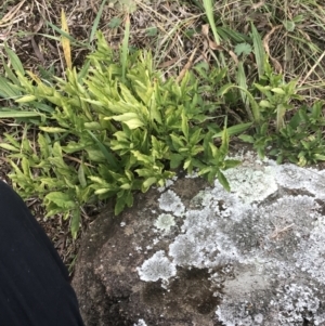 Solanum pseudocapsicum at Hughes, ACT - 21 Jun 2021