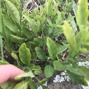 Solanum pseudocapsicum at Hughes, ACT - 21 Jun 2021