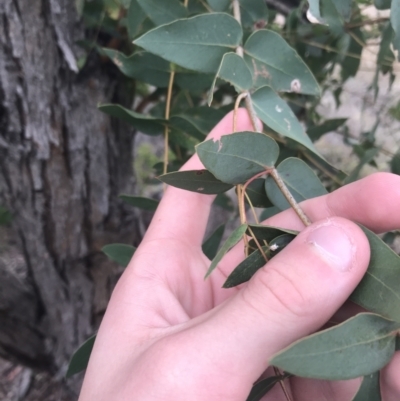 Eucalyptus elata (River Peppermint) at Red Hill to Yarralumla Creek - 21 Jun 2021 by Tapirlord