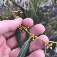 Eucalyptus elata at Hughes, ACT - 21 Jun 2021