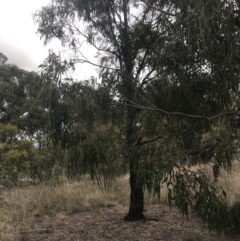 Eucalyptus elata at Hughes, ACT - 21 Jun 2021