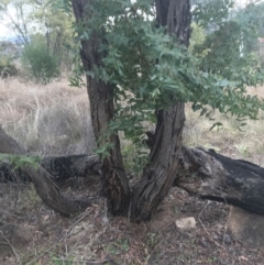 Eucalyptus elata at Hughes, ACT - 21 Jun 2021