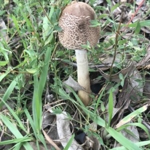 Macrolepiota clelandii at Garran, ACT - 21 Jun 2021