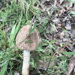 Macrolepiota clelandii at Garran, ACT - 21 Jun 2021