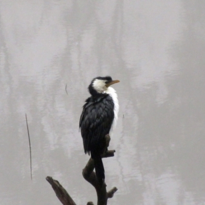 Microcarbo melanoleucos (Little Pied Cormorant) at The Pinnacle - 5 Jul 2021 by sangio7