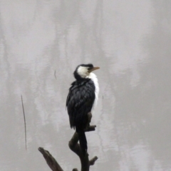 Microcarbo melanoleucos (Little Pied Cormorant) at Holt, ACT - 5 Jul 2021 by sangio7