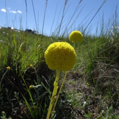 Craspedia variabilis (Common Billy Buttons) at Bobundara, NSW - 14 Nov 2020 by JanetRussell