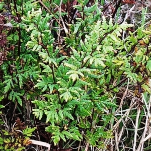 Cheilanthes sieberi at Holt, ACT - 6 Jul 2021 11:45 AM