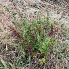 Cheilanthes sieberi at Holt, ACT - 6 Jul 2021 11:45 AM