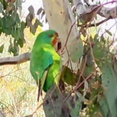 Lathamus discolor (Swift Parrot) at Kambah, ACT - 6 Jul 2021 by HelenCross
