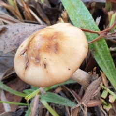 Unidentified Cap on a stem; gills below cap [mushrooms or mushroom-like] at Cook, ACT - 4 Jul 2021 by drakes