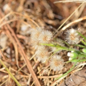 Erigeron sp. at Wamboin, NSW - 8 Apr 2021