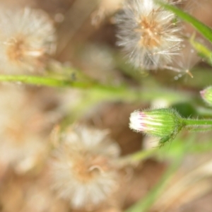 Erigeron sp. at Wamboin, NSW - 8 Apr 2021